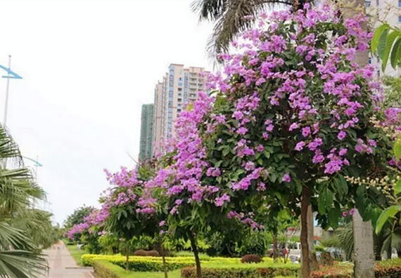 北海，涠洲岛，广西北海旅行社