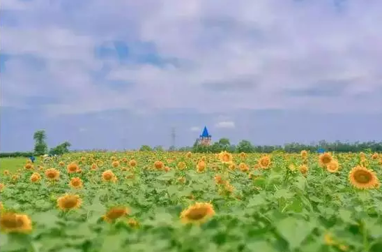 北海旅游，广西北海旅行社